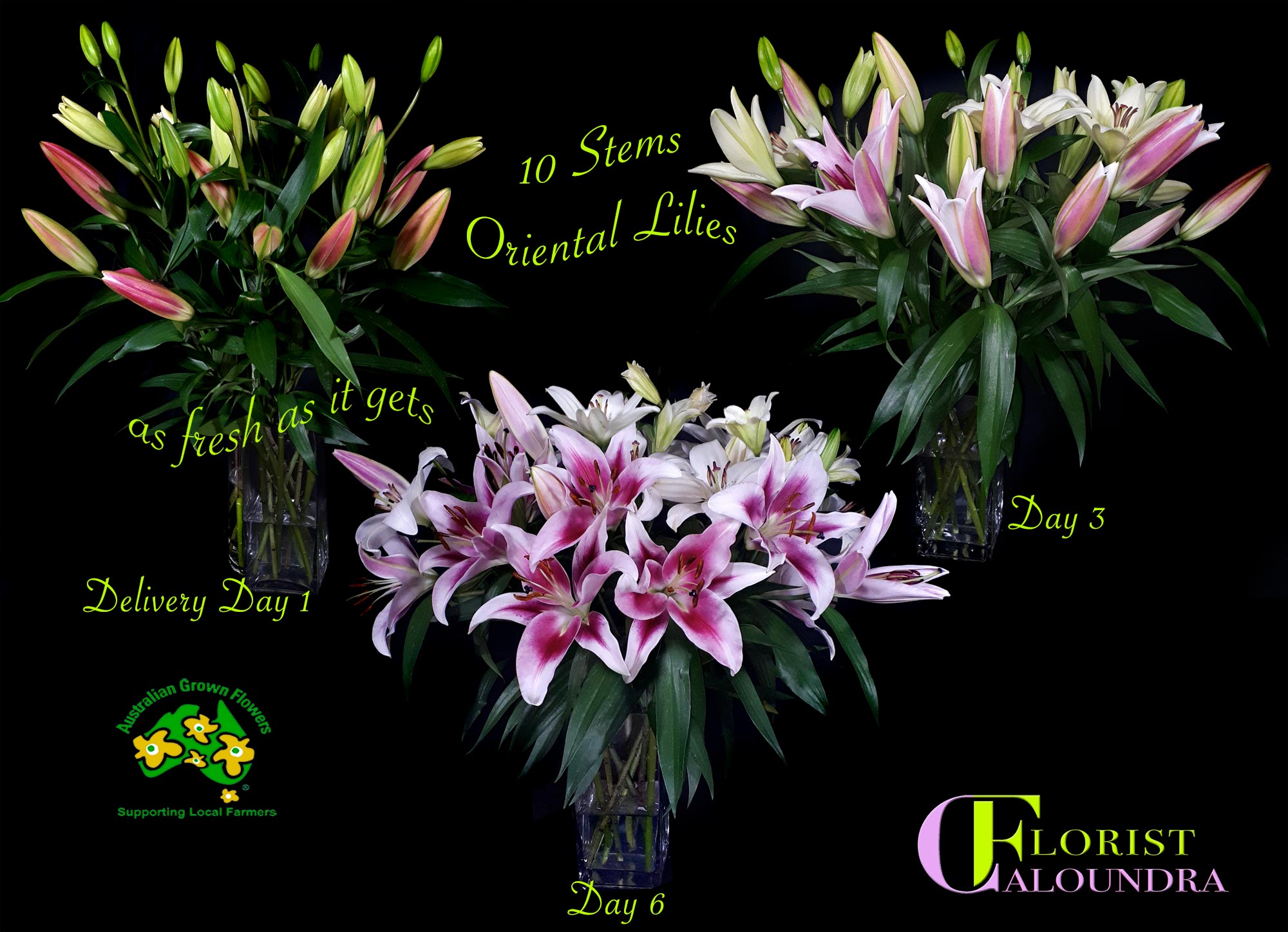 CALOUNDRA FLORIST ORIENTAL LILIES
