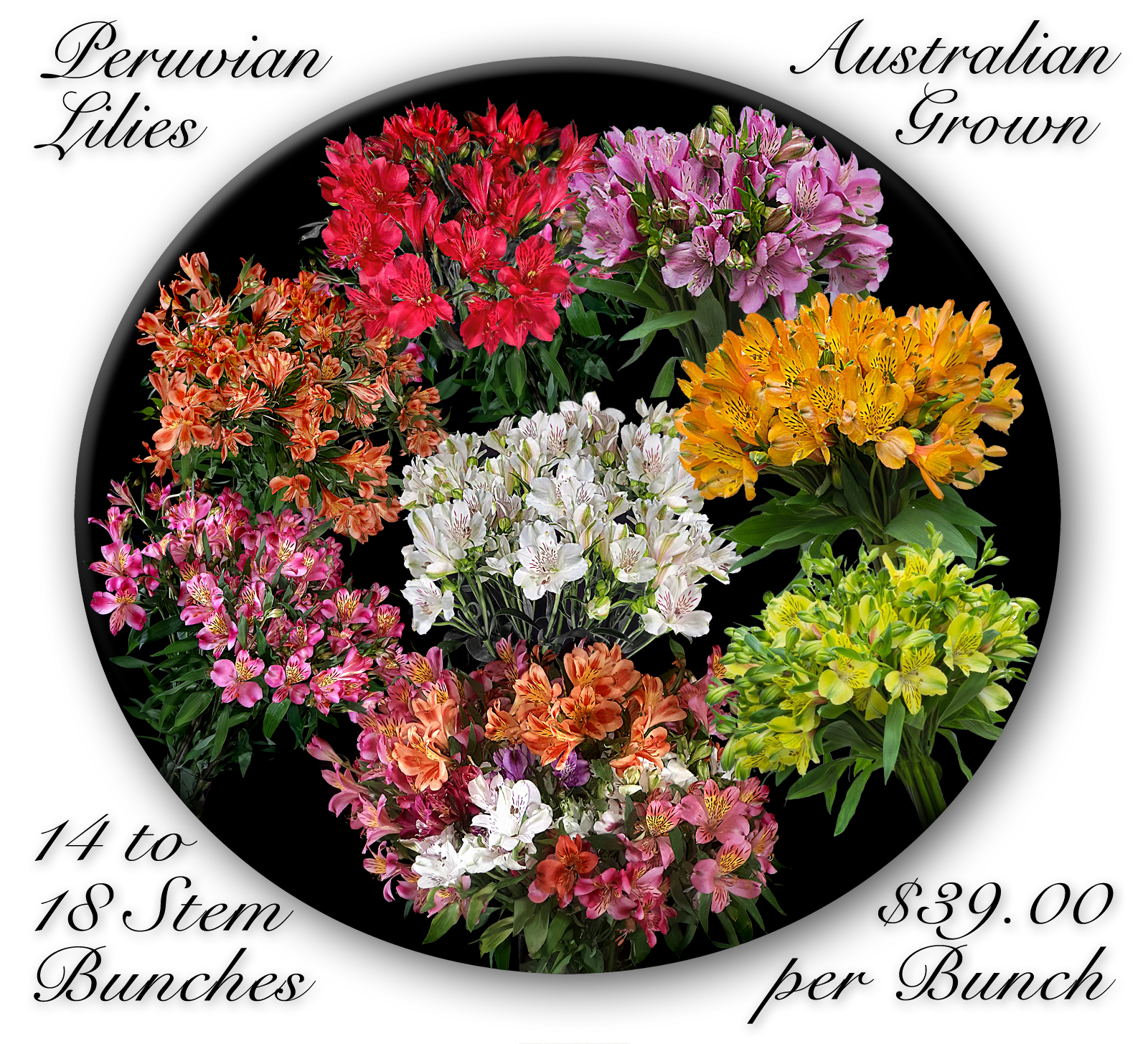 BULK FLOWERS CALOUNDRA & SUNSHINE COAST