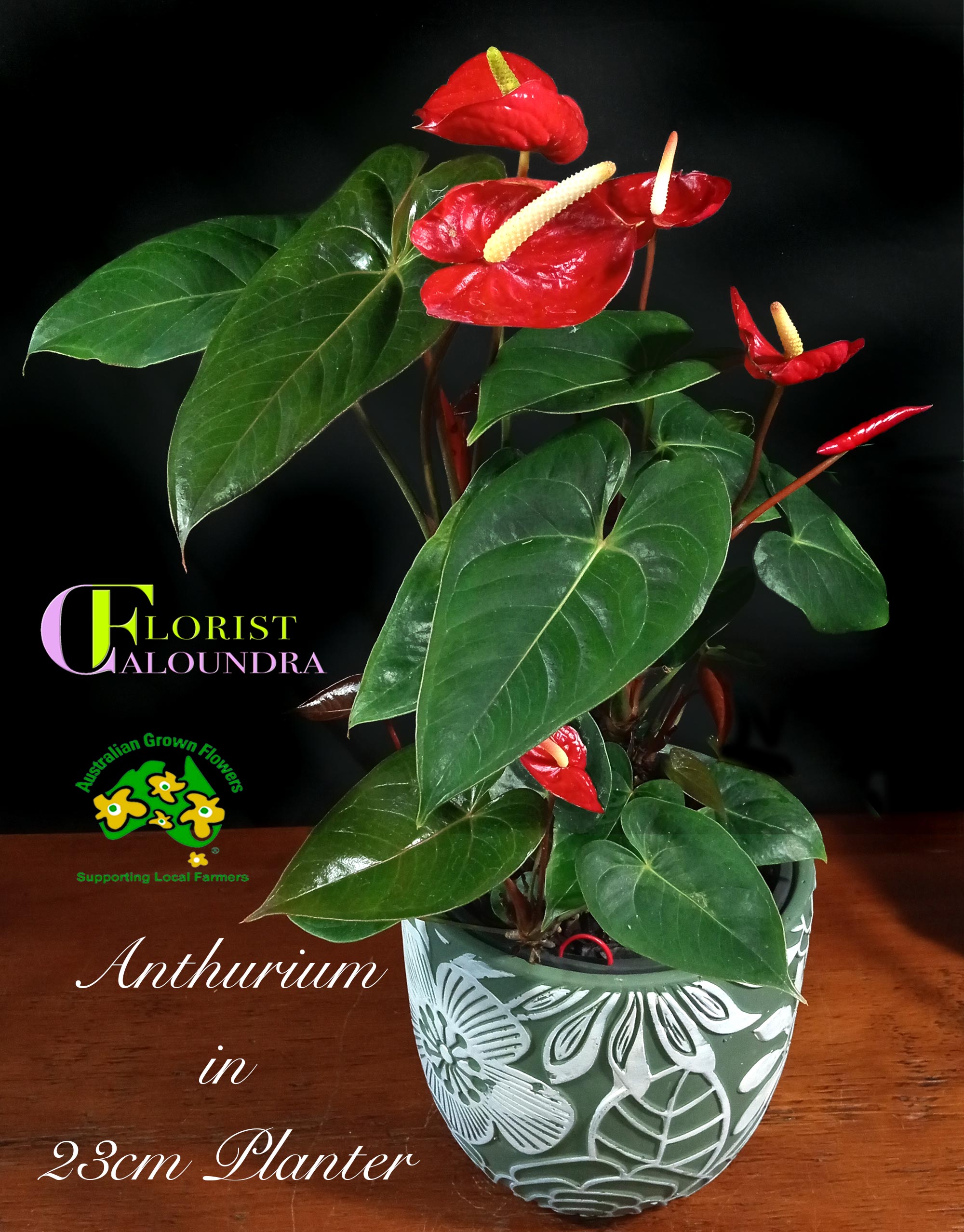 ANTHURIUM IN 23cm PLANTER