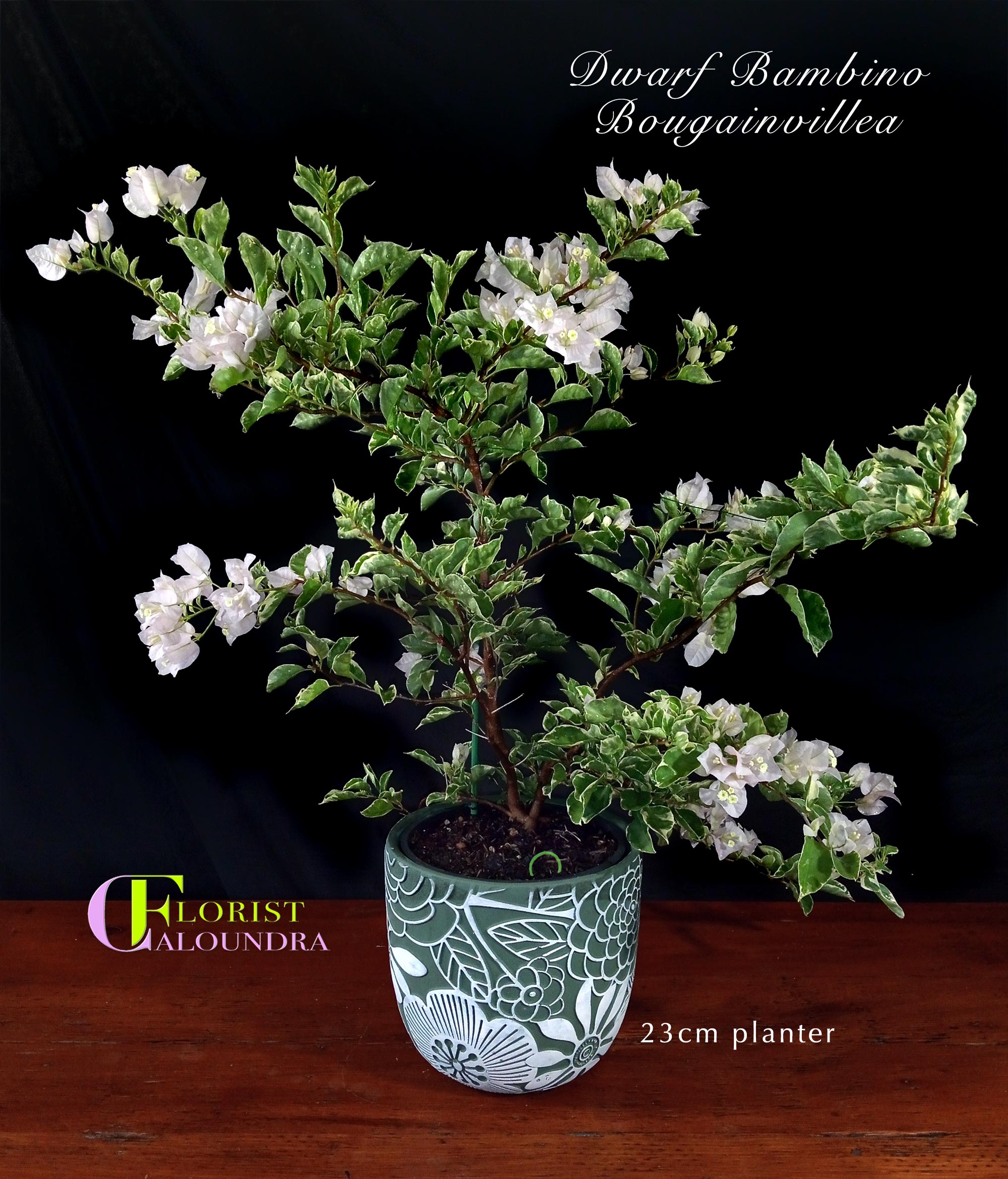 CALOUNDRA FLORIST BULK FLOWERS