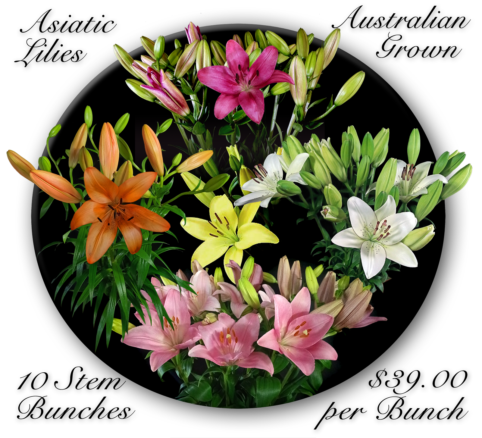CALOUNDRA FLORIST BULK FLOWERS