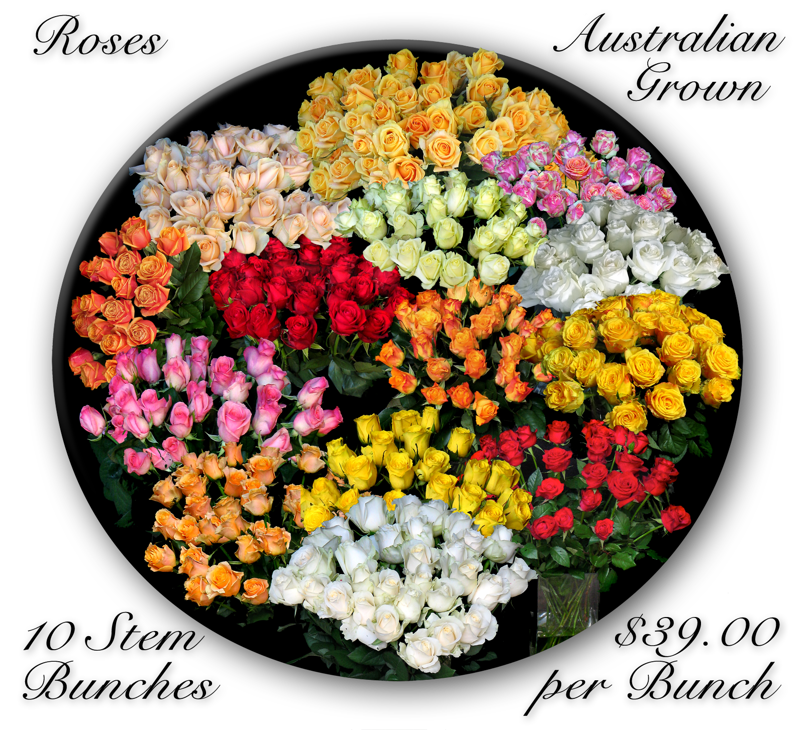 AUSTRALIAN ROSES