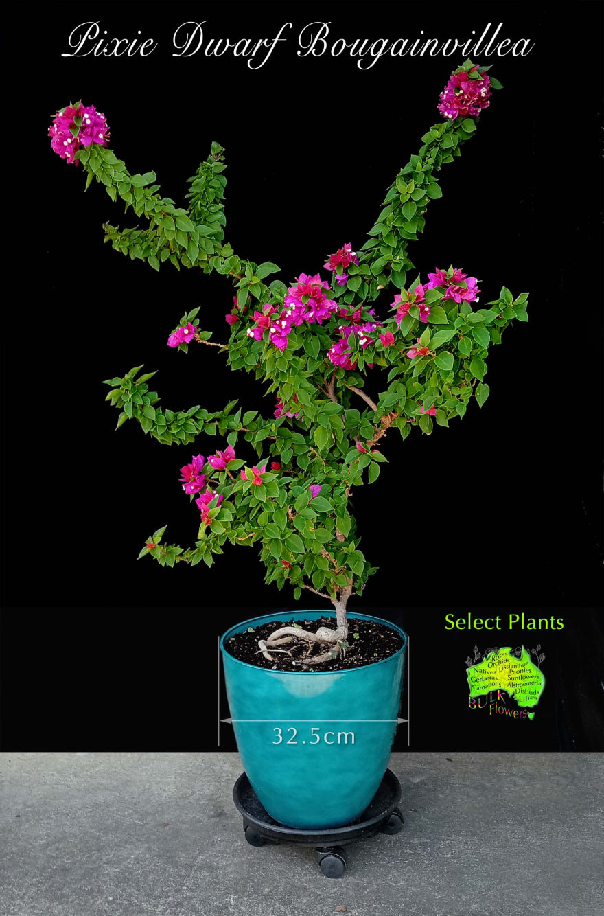 BULK FLOWERS