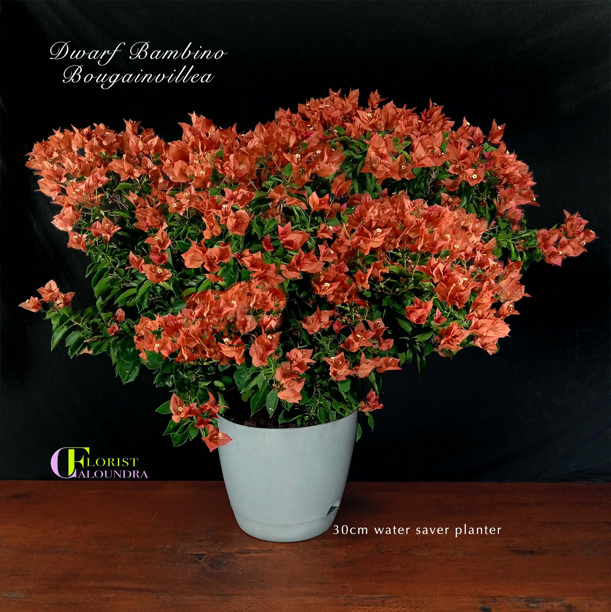 SELECT PLANTS