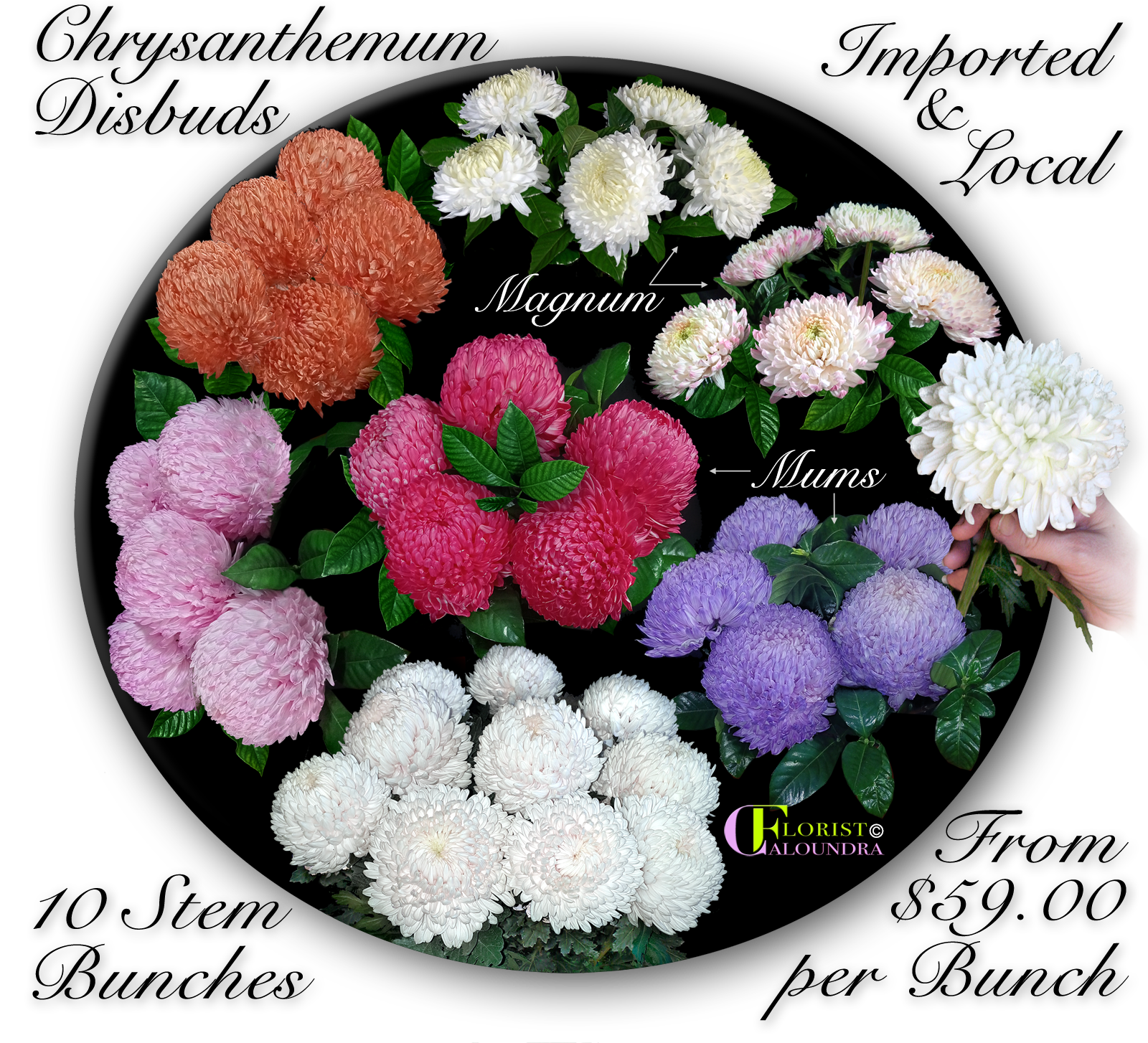 CALOUNDRA FLORIST BULK FLOWERS