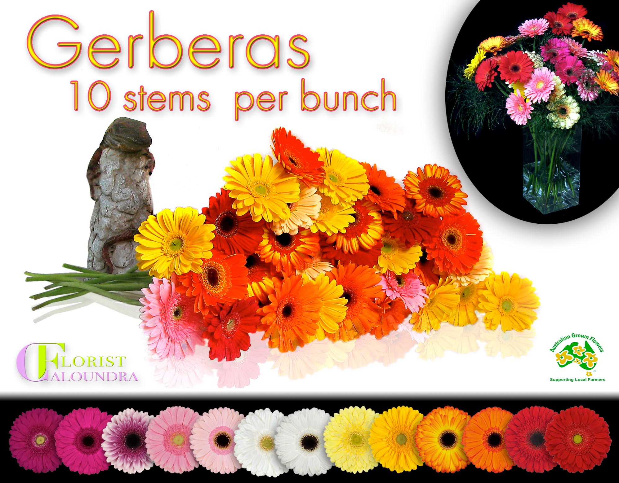 CALOUNDRA FLORIST BULK GERBERAS