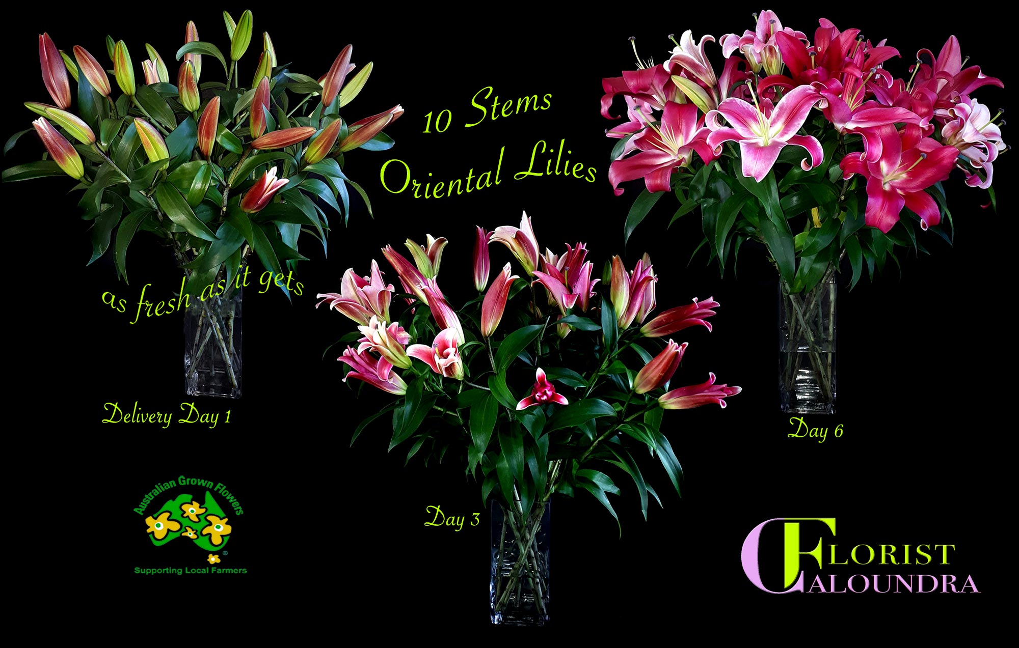 CALOUNDRA FLORIST ORIENTAL LILIES