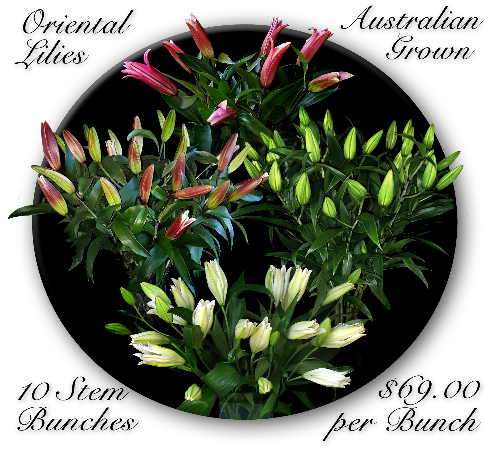 CALOUNDRA FLORIST BULK FLOWERS