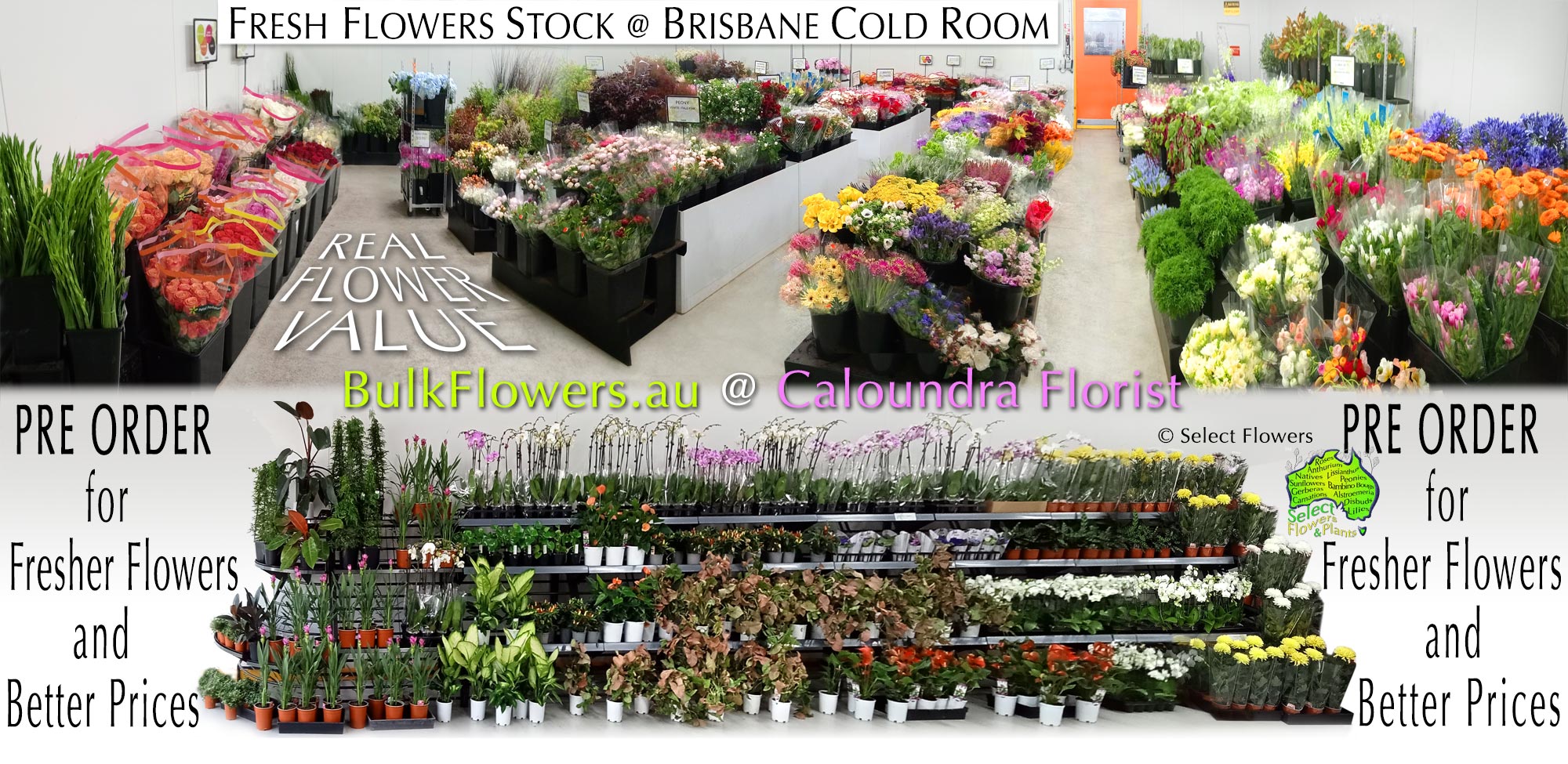 BULK FLOWERS CALOUNDRA & SUNSHINE COAST