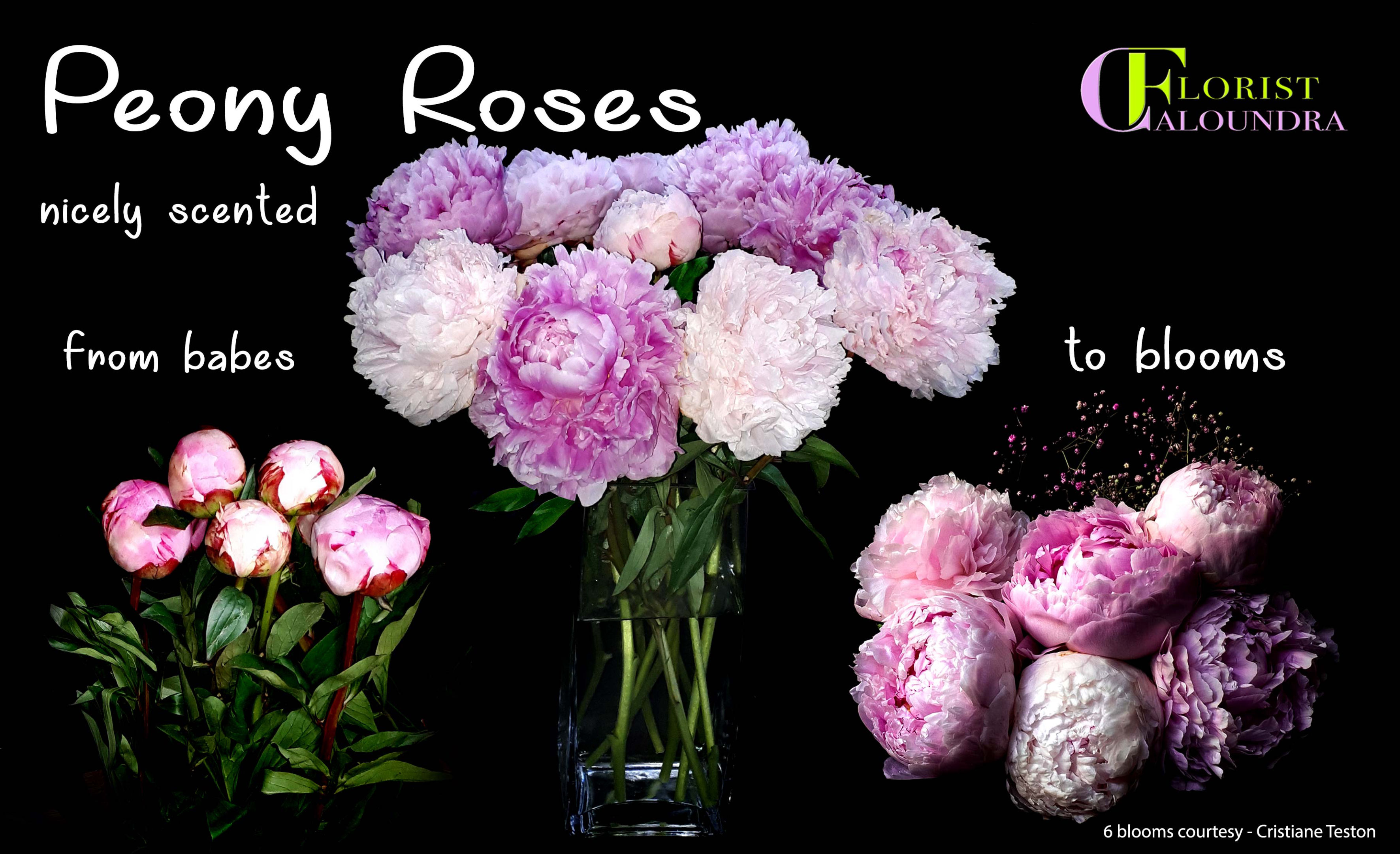 CALOUNDRA FLORIST BULK FLOWERS