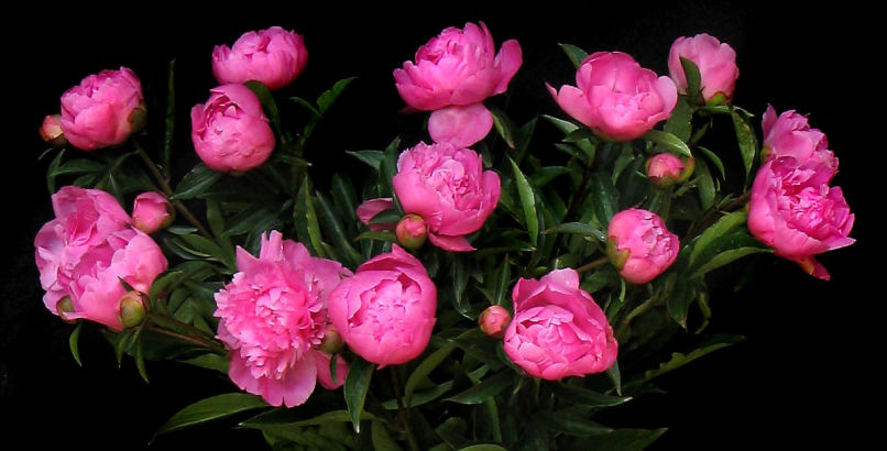 15 PEONY ROSES IN VASE