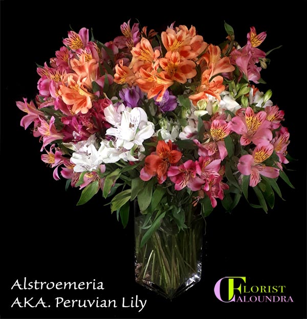 Peruvian Lily