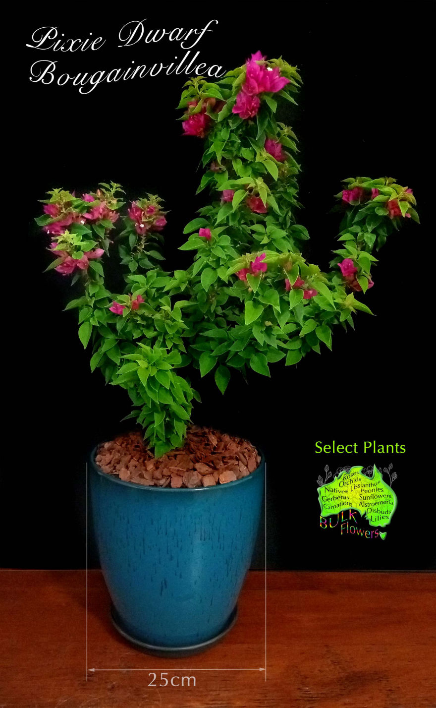 BULK FLOWERS