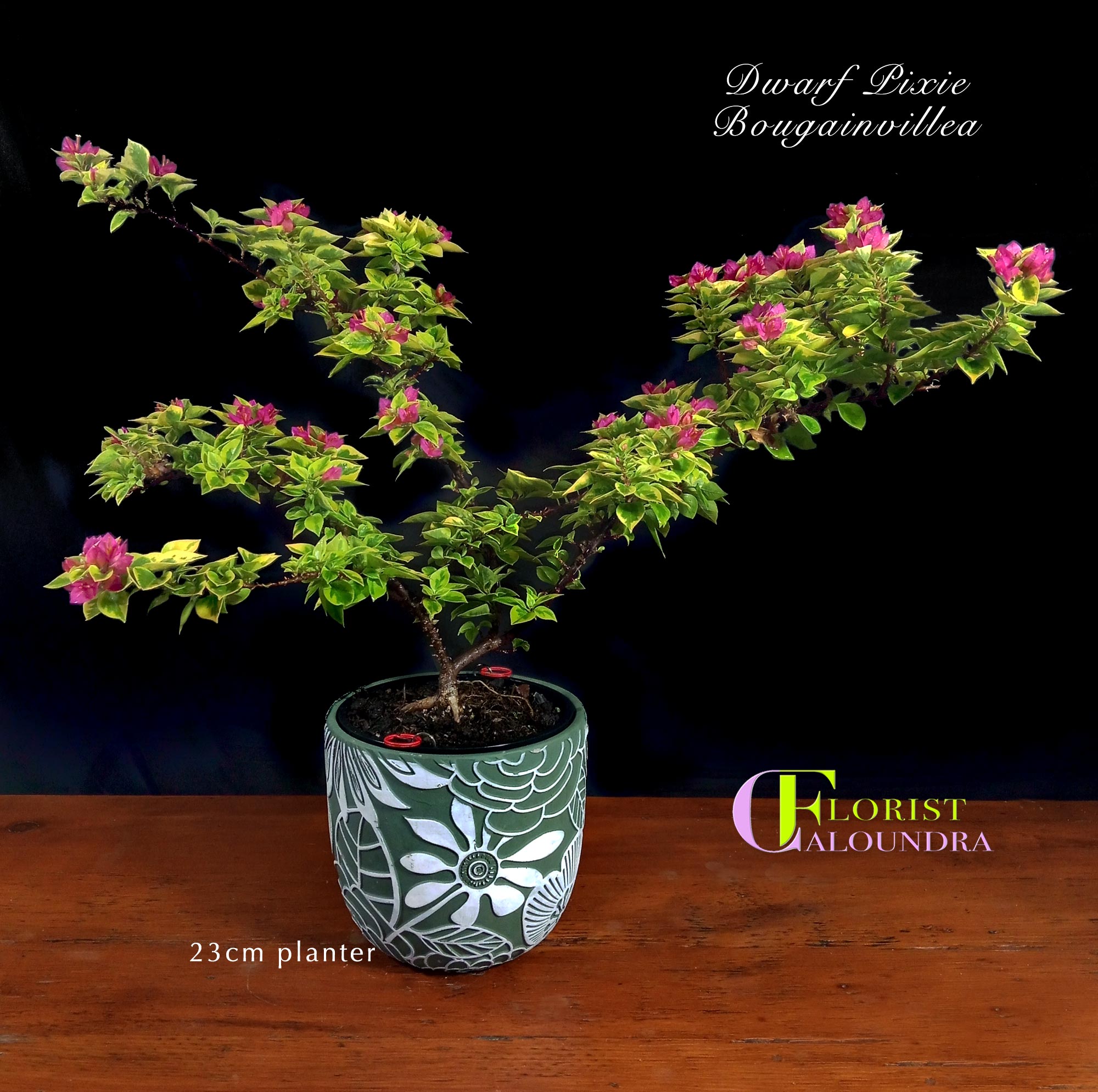 CALOUNDRA FLORIST BULK FLOWERS