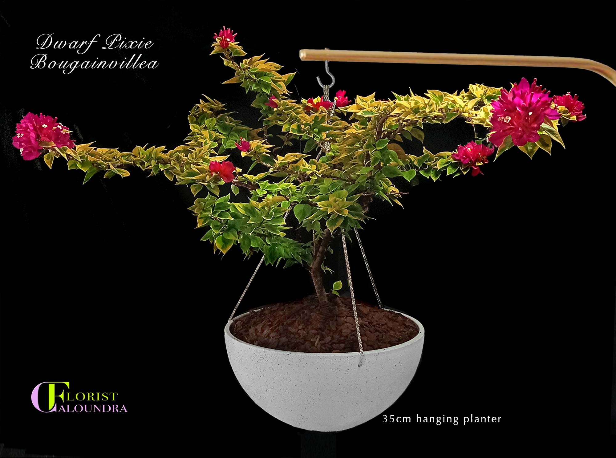 DWARF BOUGAINVILLEA