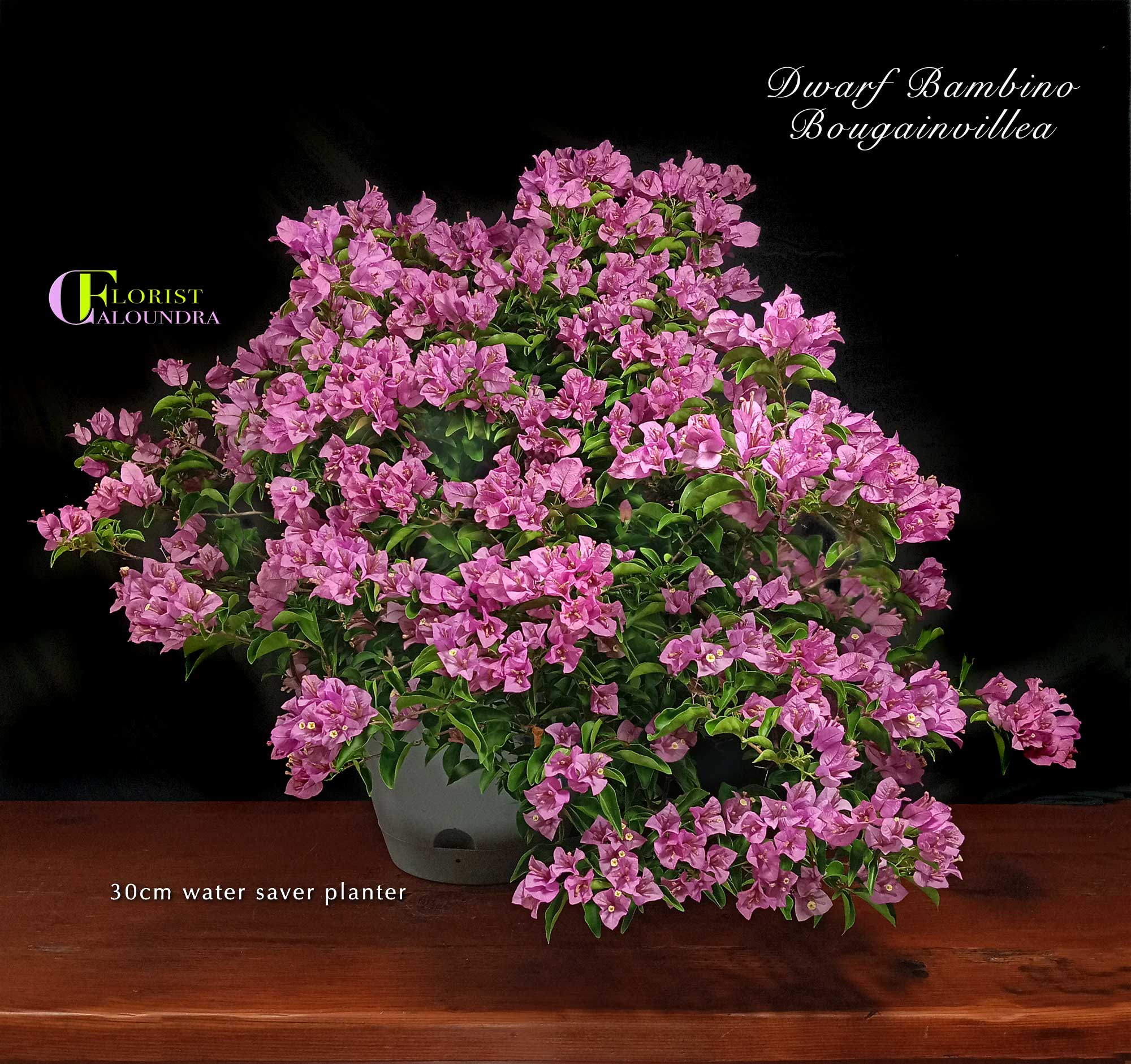 CALOUNDRA FLORIST BULK FLOWERS