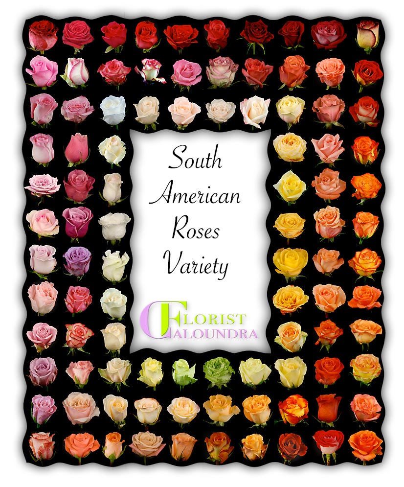 CALOUNDRA FLORIST BULK FLOWERS