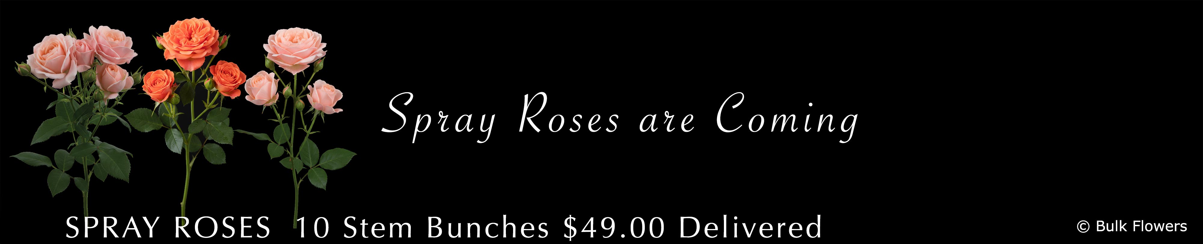 BULK FLOWERS SPRAY ROSES