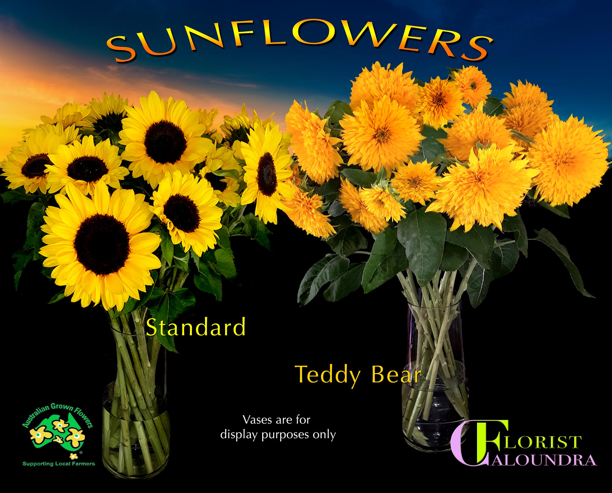 CALOUNDRA FLORIST BULK SUNFLOWERS