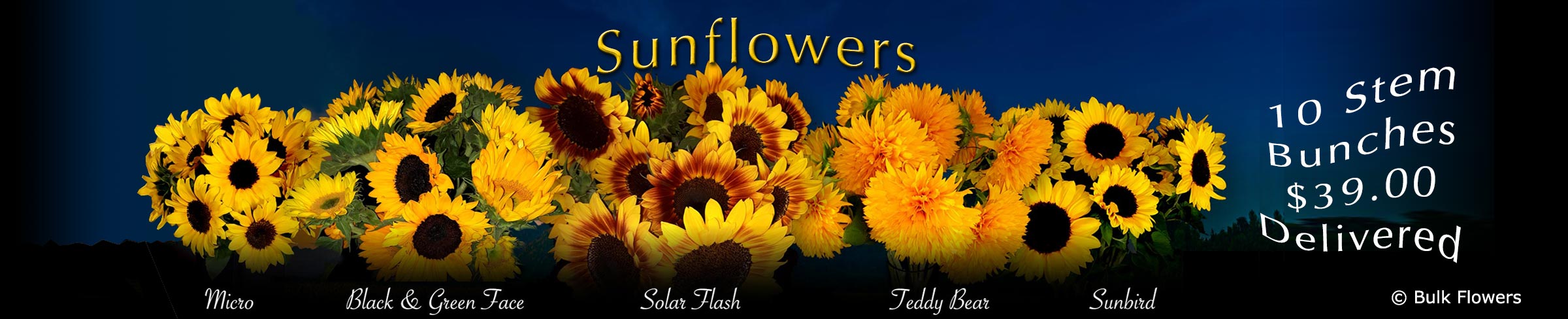 BULK FLOWERS SUNFLOWERS