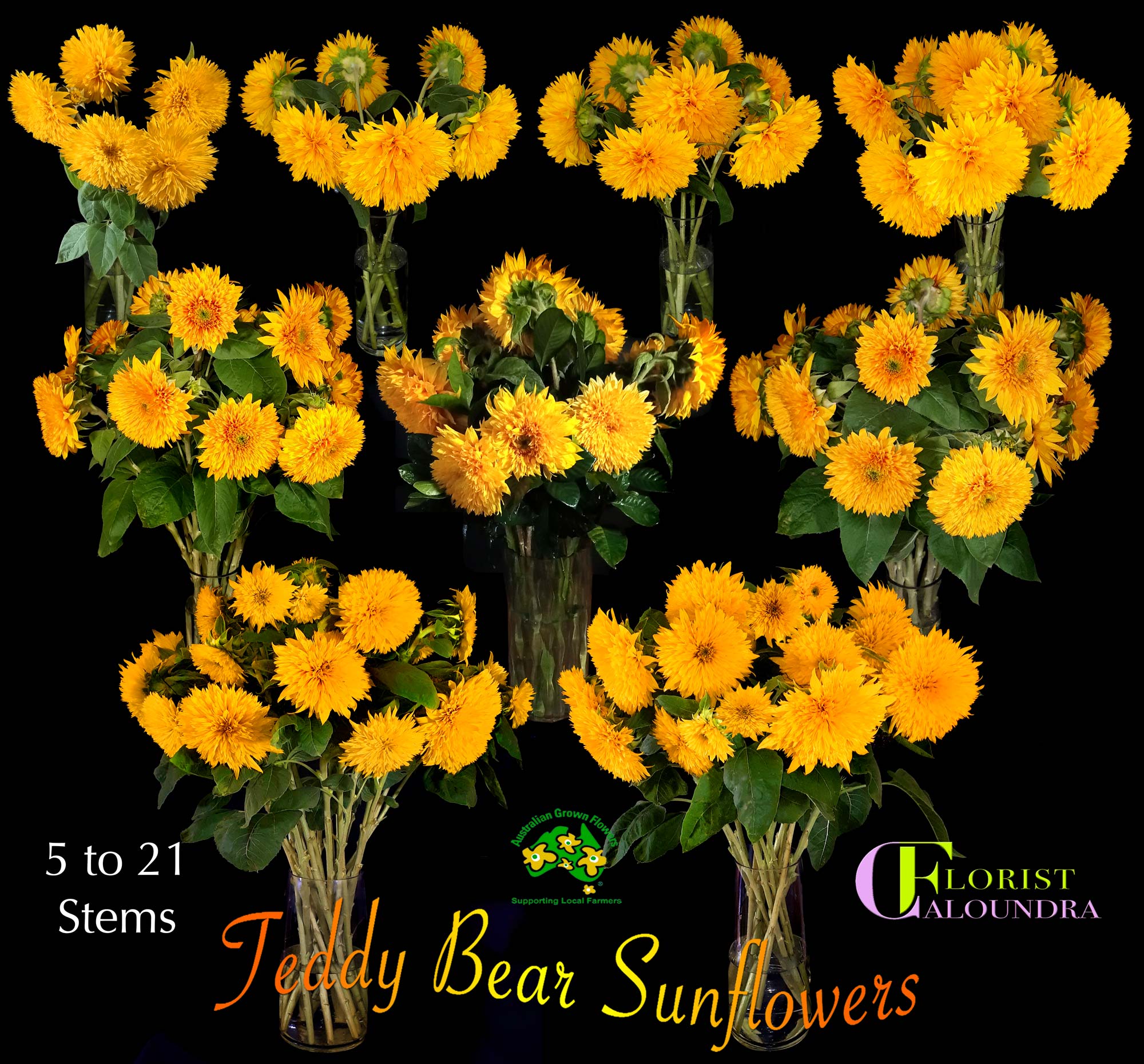 CALOUNDRA FLORIST BULK SUNFLOWERS