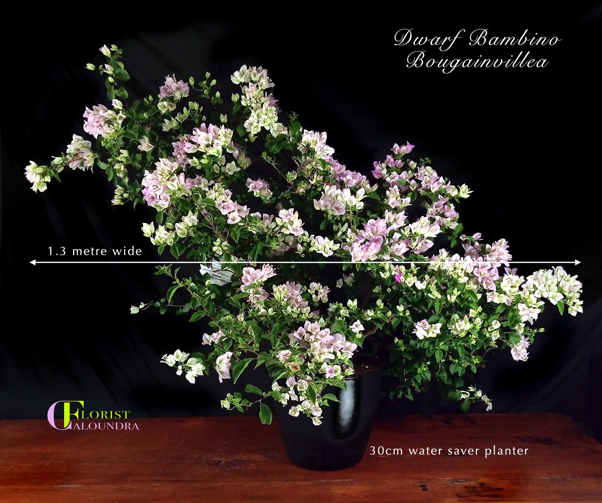 CALOUNDRA FLORIST BULK FLOWERS