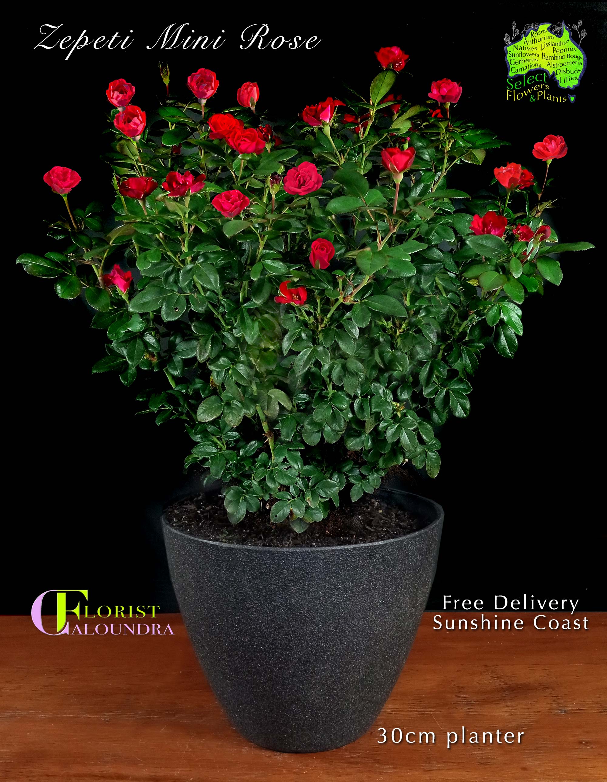 CALOUNDRA FLORIST BULK FLOWERS